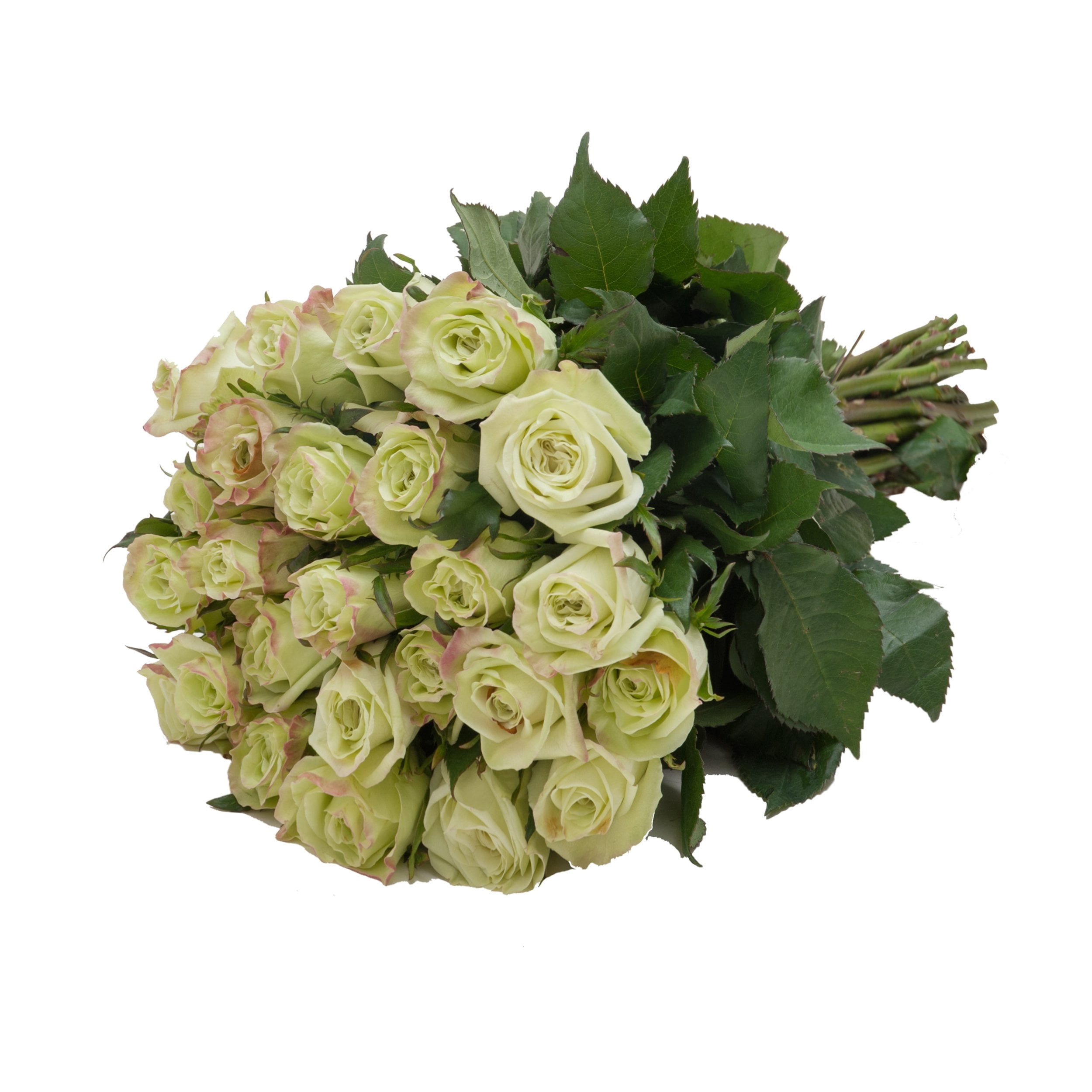 Green Roses Fresh Green Roses Gift 40 cm - Fresh Cut - 24 Stems - Walmart.com