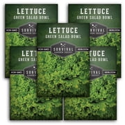 Green Salad Bowl Lettuce Seeds - Full Sun Annual Vegetable - 5 Packs