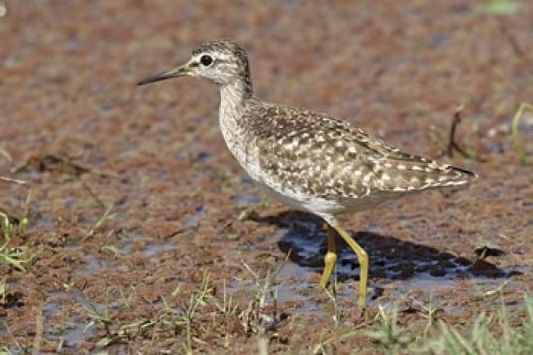 Green Sandpiper Ranthambhor National Park India Canvas Art - Jagdeep Rajput DanitaDelimont (26 x 18)