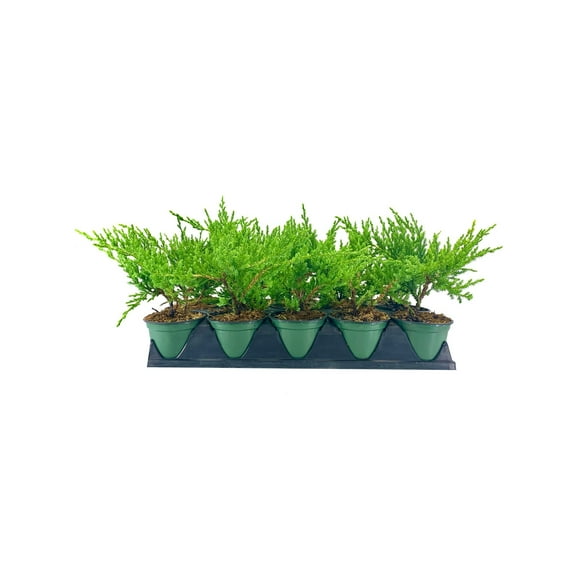 Green Sargent Juniper 3 Live 4 Inch Pots Juniperus Chinensis Drought Tolerant Cold Hardy Evergreen Groundcover Plants