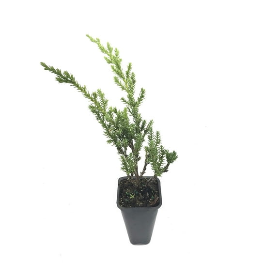 Green Sargent Juniper - 30 Live Plants - Juniperus Chinensis - Drought Tolerant Cold Hardy Evergreen Ground Cover