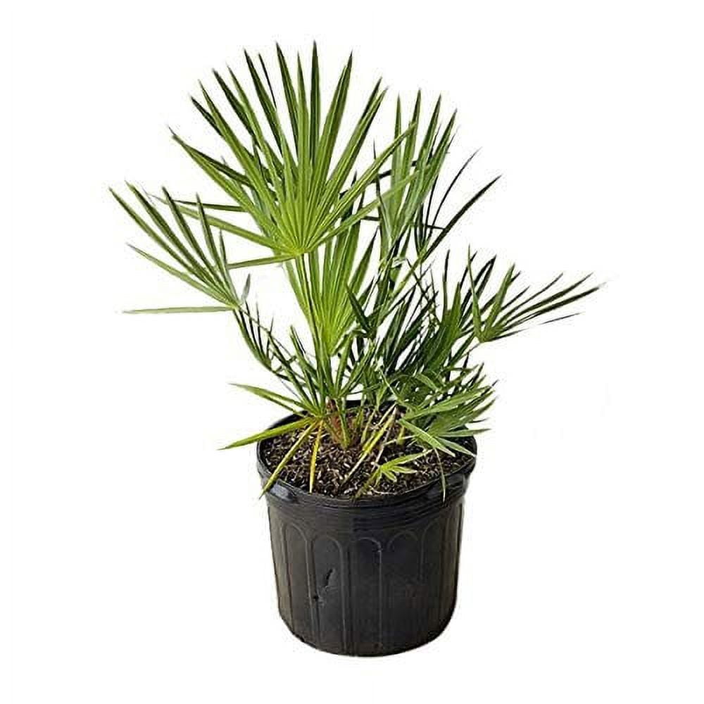 Green Saw Palmetto - 3 Live Plants in 4 Inch Growers Pots - Serenoa Repens Green - Native Ornamental Palms from Florida