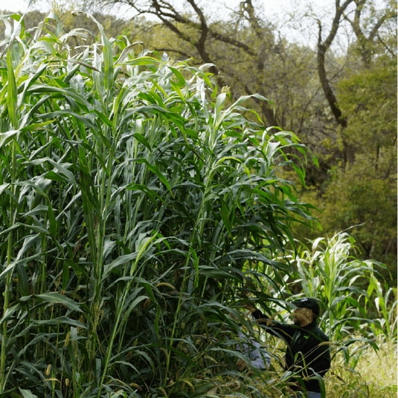 Nature's Seed Green Screen Food Plot Mix - 10 Lb