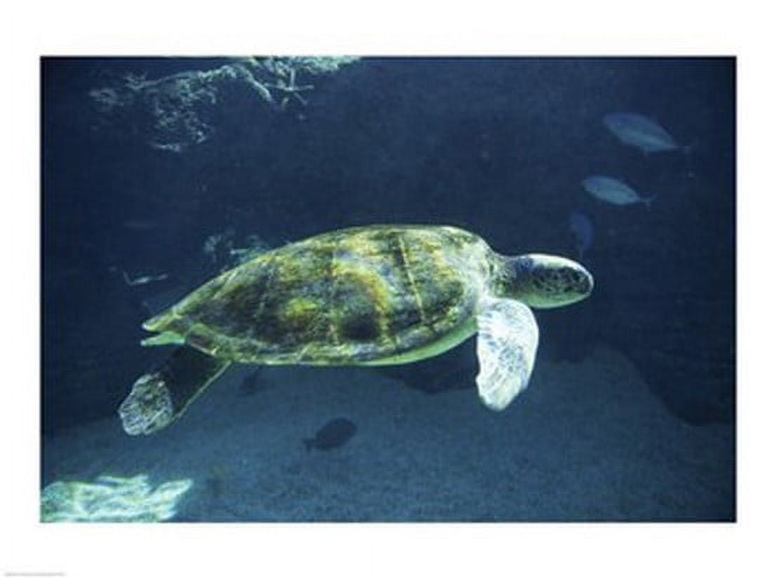 Green Sea Turtle Canvas Art - (24 x 18)
