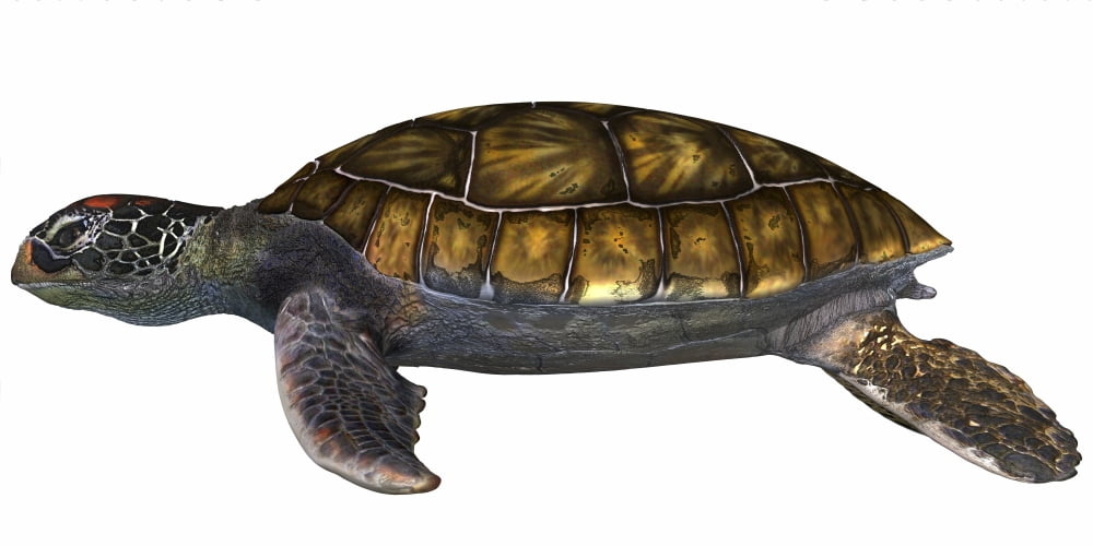 Green Sea Turtle Canvas Art - Corey FordStocktrek Images (40 x 20)