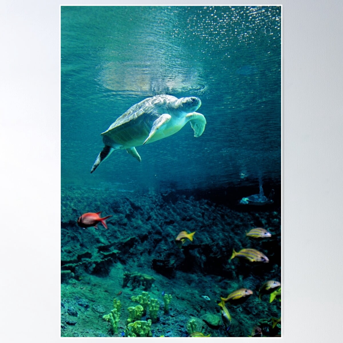 Green Sea Turtle Poster Wall Art, Modern Wall Decor For Living Room ...