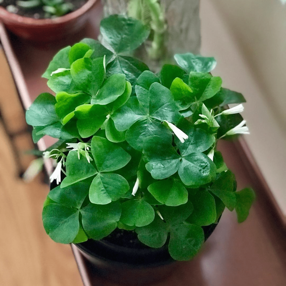 buy philodendron online australia Philodendron Radiatum Var Radiatum | Uprooted