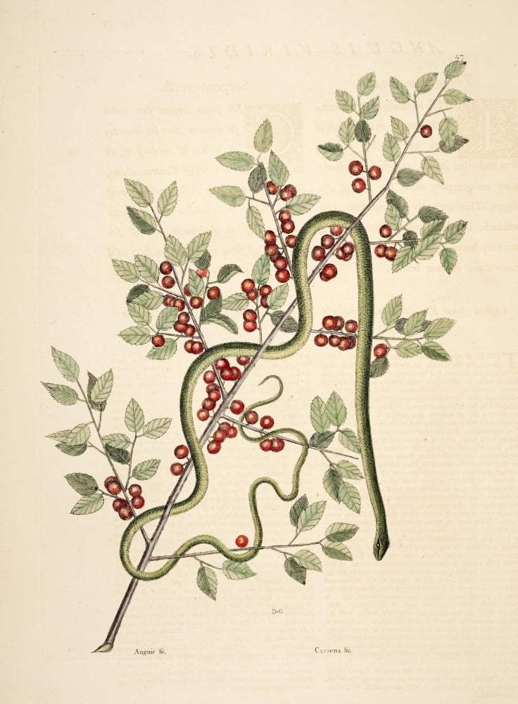 Green Snake Canvas Art - Mark Catesby (18 x 24)