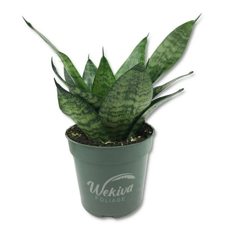 Green Snake Plant - Live Plant in a 4 Inch Growers Pots - Sansevieria Trifasciata 'Green Hahnii' - Beautiful and Elegant Easy Care Indoor Houseplants.