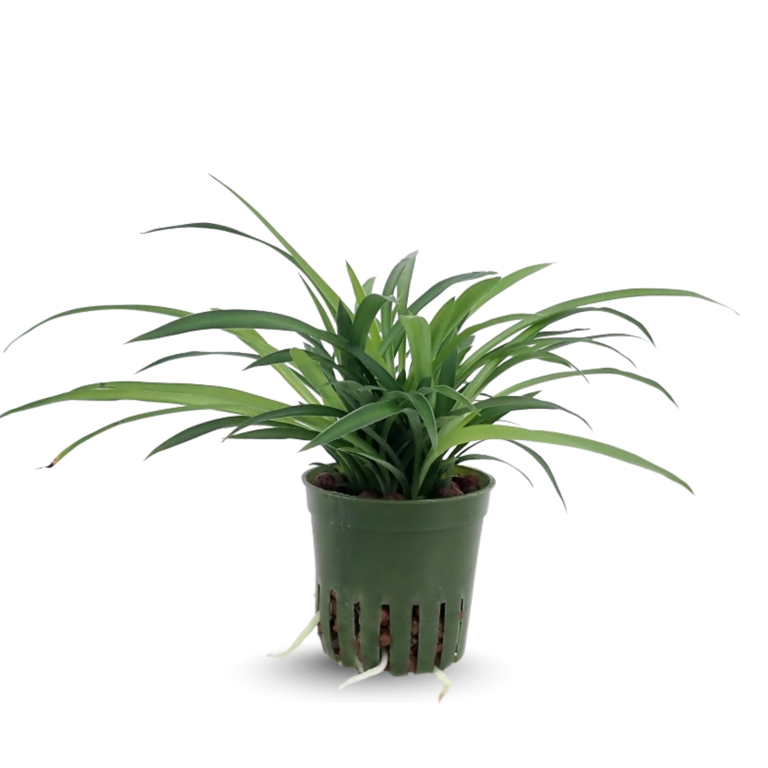 Green Spider Plant Live, 3-5 Inch Well Rooted Spider Plant, Indoor, Outdoor  or Garden Plant - Walmart.com