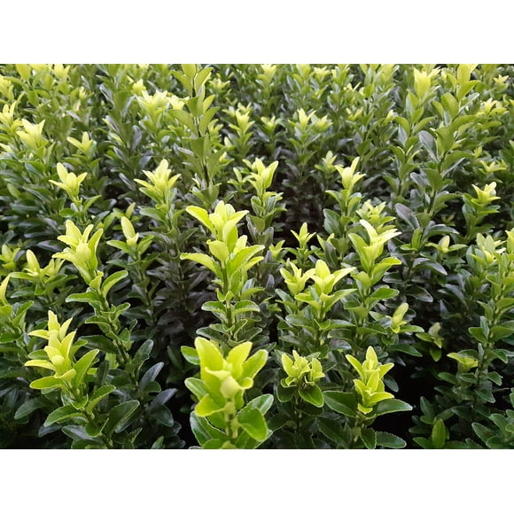 Green Spire' Japanese Euonymus 1 Gallon