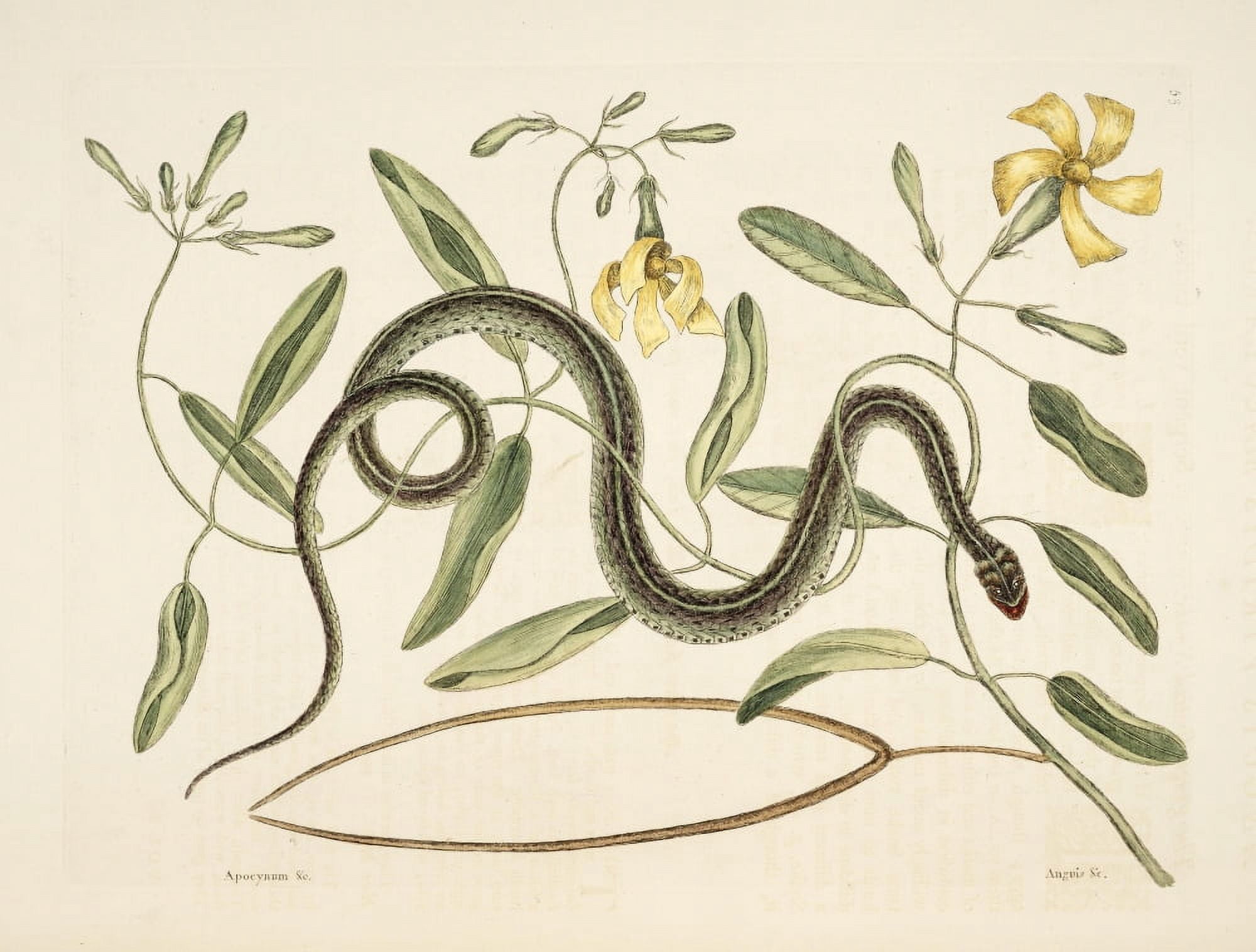 Green Spotted Snake Canvas Art - Mark Catesby (24 x 36)