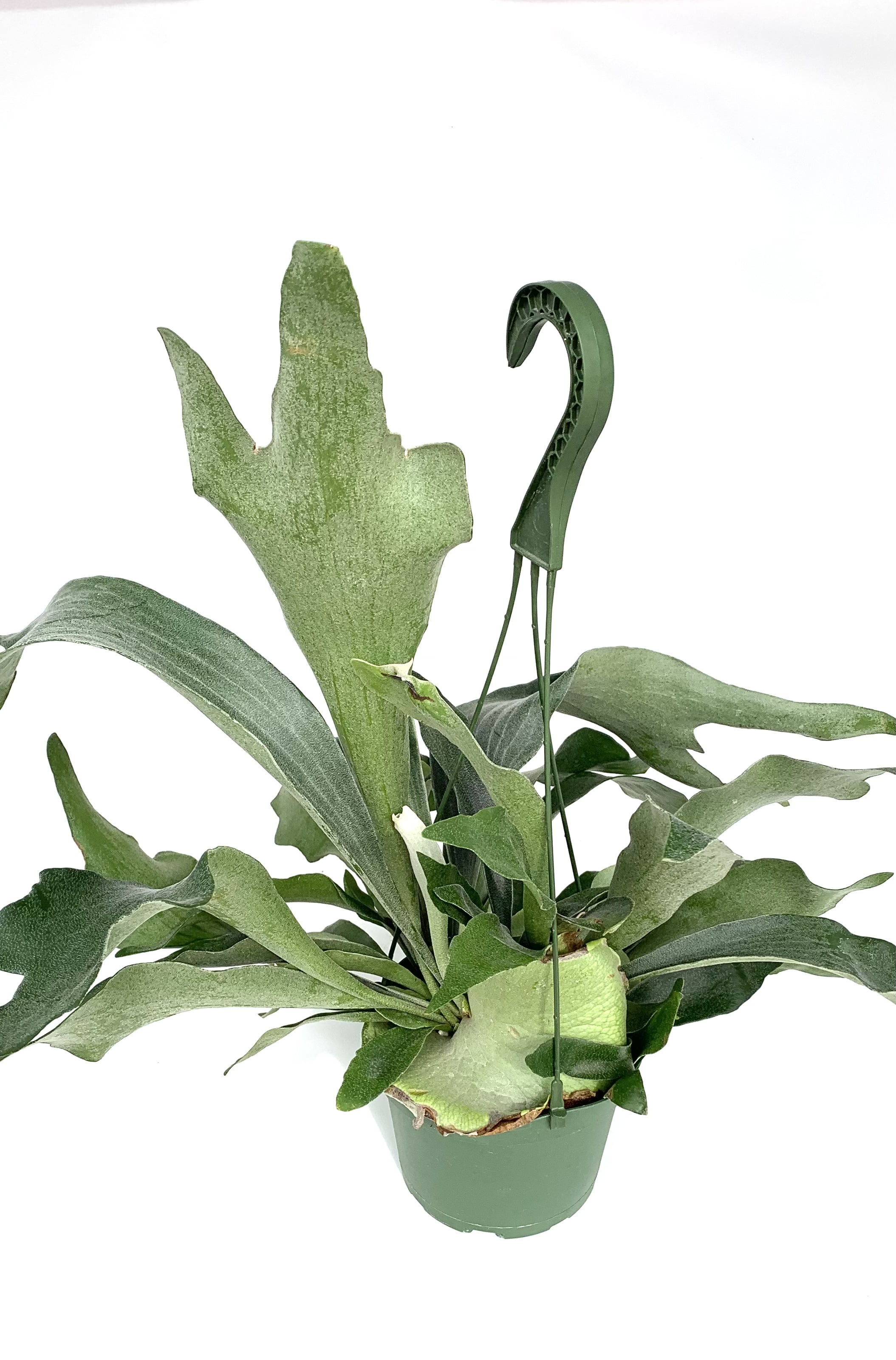 Green Staghorn Fern Live Plants in 6" Hanging Pot