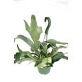 thumbnail image 1 of Green Staghorn Fern Live Plants in 6" Hanging Pot, 1 of 3