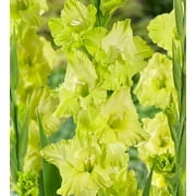Green Star Gladiolus Flower Bulbs - 10 Bulbs