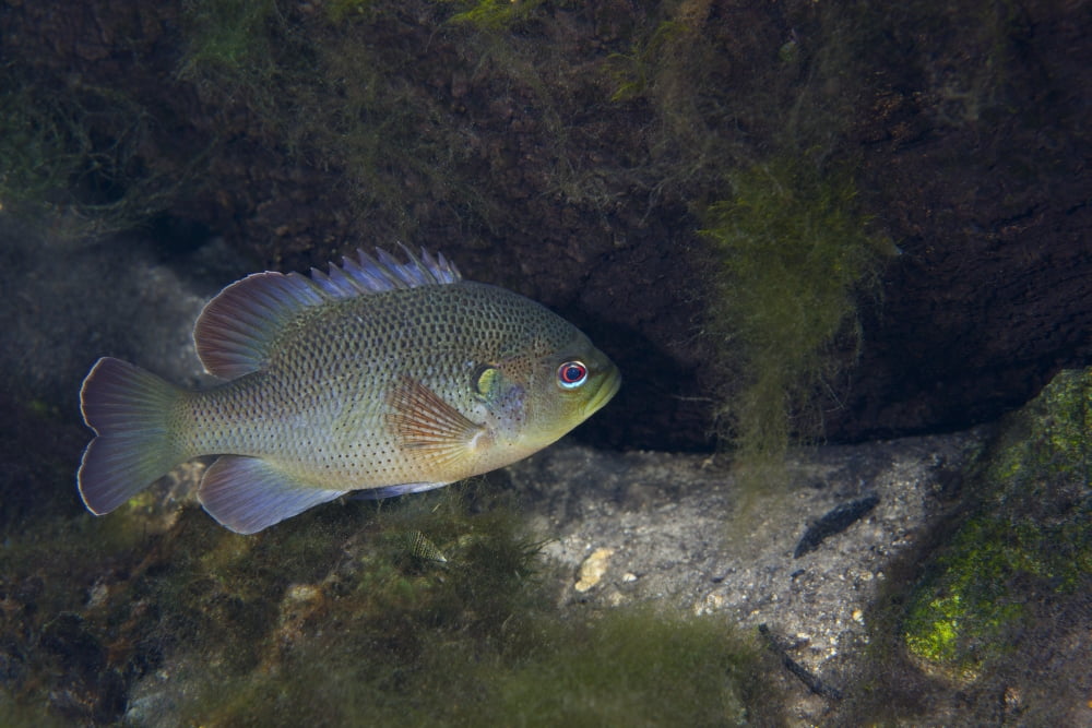 Green Sunfish swimming along the rocky bottom of Fanning Springs Florida Canvas Art - Michael WoodStocktrek Images (35 x 24)