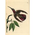 thumbnail image 1 of Green-Throated Mango Hummingbird Anthracothorax Viridigula Poster Print By ?? Florilegius Mary Evans, 1 of 3
