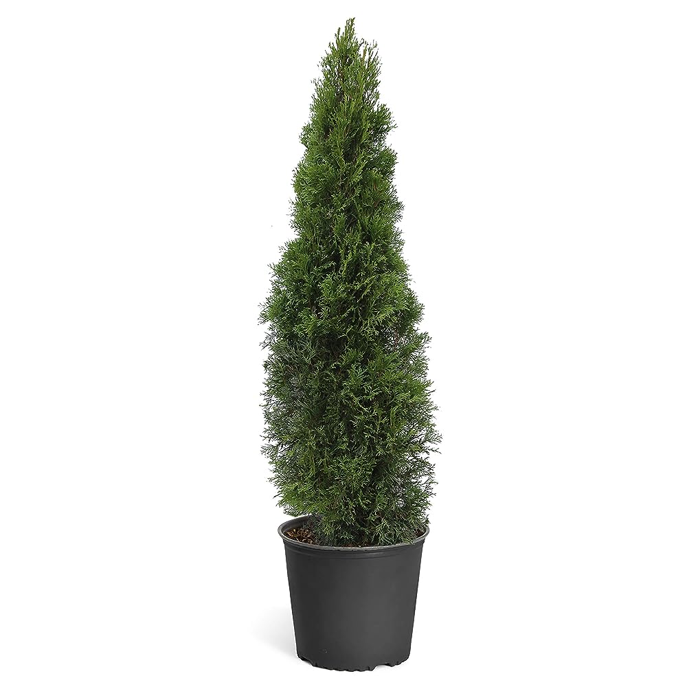  Green Thuja Arborvitae Trees Perfect For Privacy Large, Developed