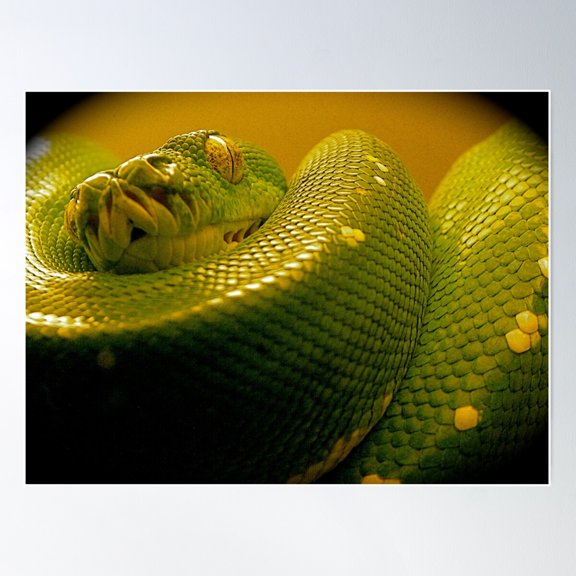 Green Tree Python Poster Wall Art, Modern Wall Decor For Living Room Bedroom, 12x18 UNFRAMED
