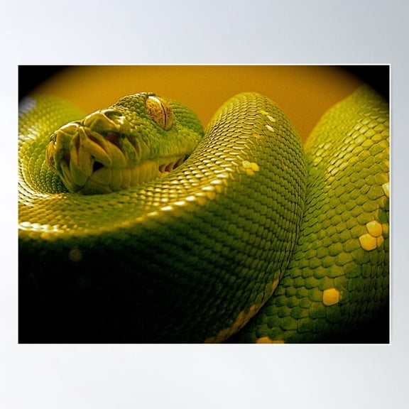 Green Tree Python Poster Wall Art, Modern Wall Decor For Living Room Bedroom, 16x24 UNFRAMED