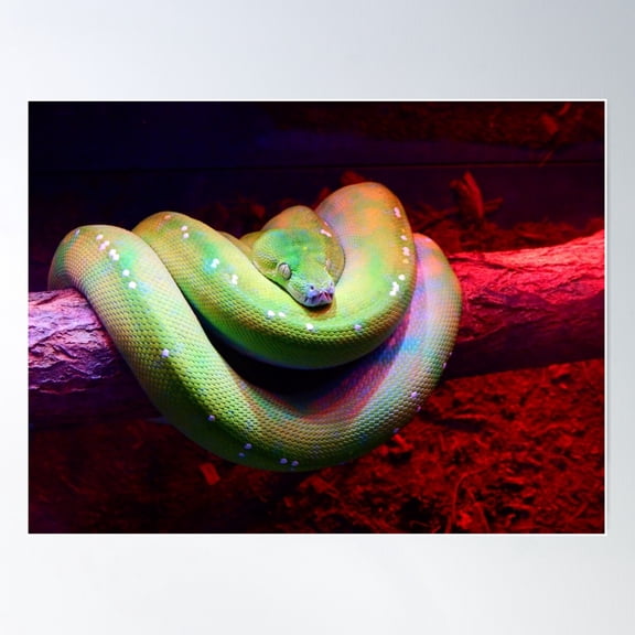 Green Tree Python Poster Wall Art, Modern Wall Decor For Living Room Bedroom, 16x24 UNFRAMED