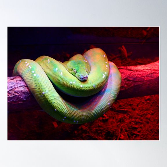 Green Tree Python Poster Wall Art, Modern Wall Decor For Living Room Bedroom, 8x12 UNFRAMED