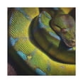 thumbnail image 1 of "Green Tree Python Shine" - Canvas, 1 of 25