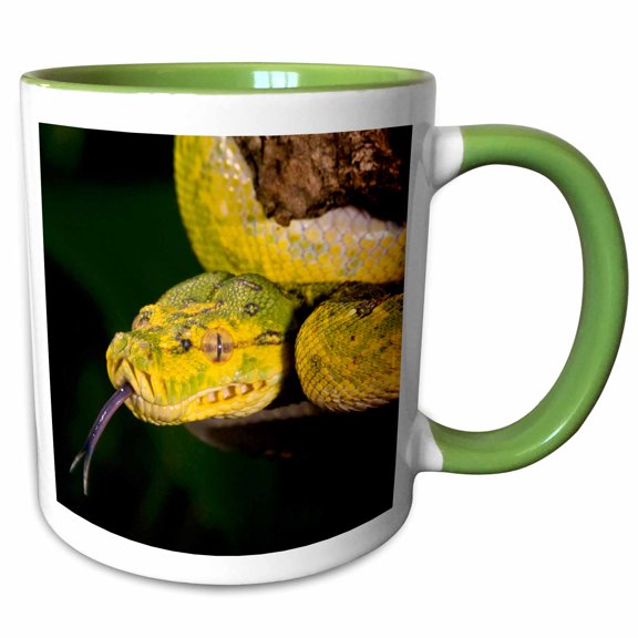 3drose, Green Tree Python Snake, Morelia Viridis - Na02 Dno0739 - David Northcott, 11oz Two-tone Green Mug