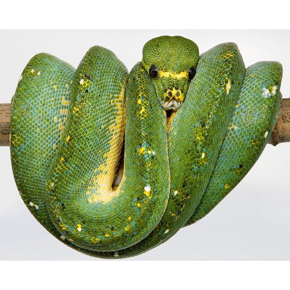 Green Tree Python by Smithsonian Institution (36 x 24)
