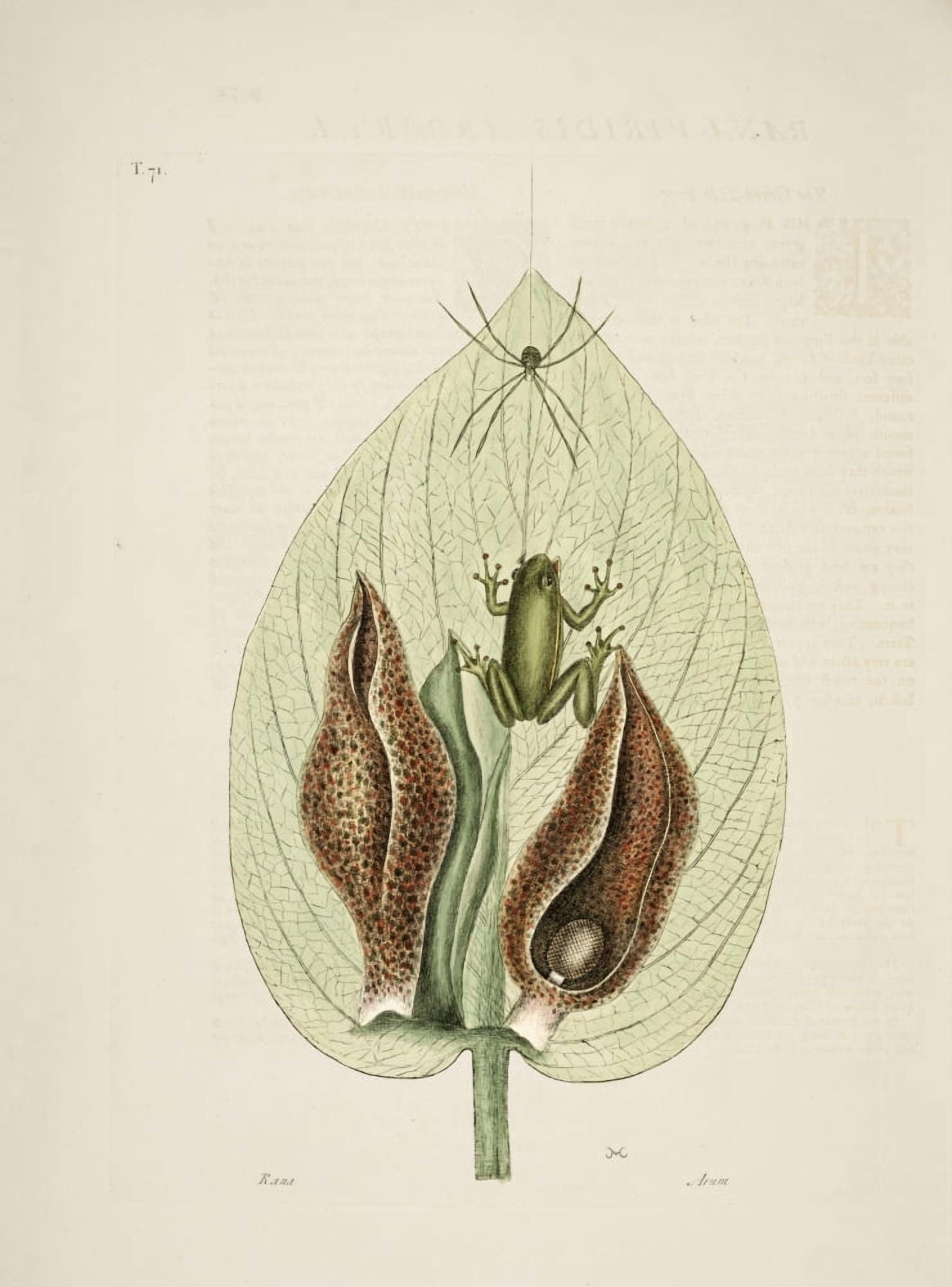Green Tree-frog Canvas Art - Mark Catesby (18 x 24)