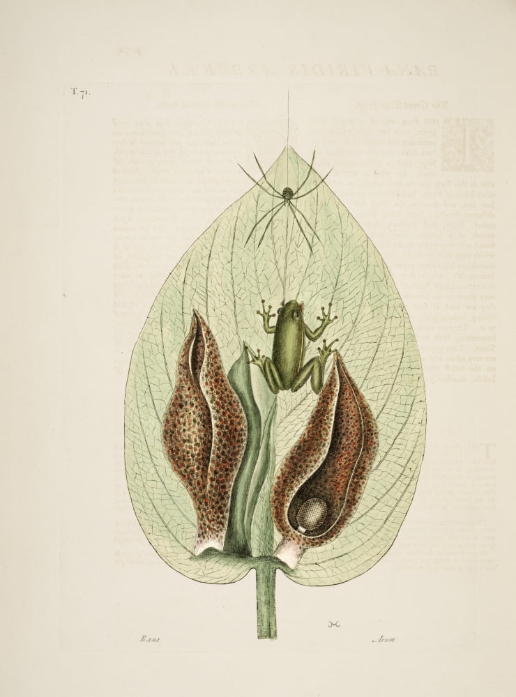 Green Tree-frog Canvas Art - Mark Catesby (24 x 36)