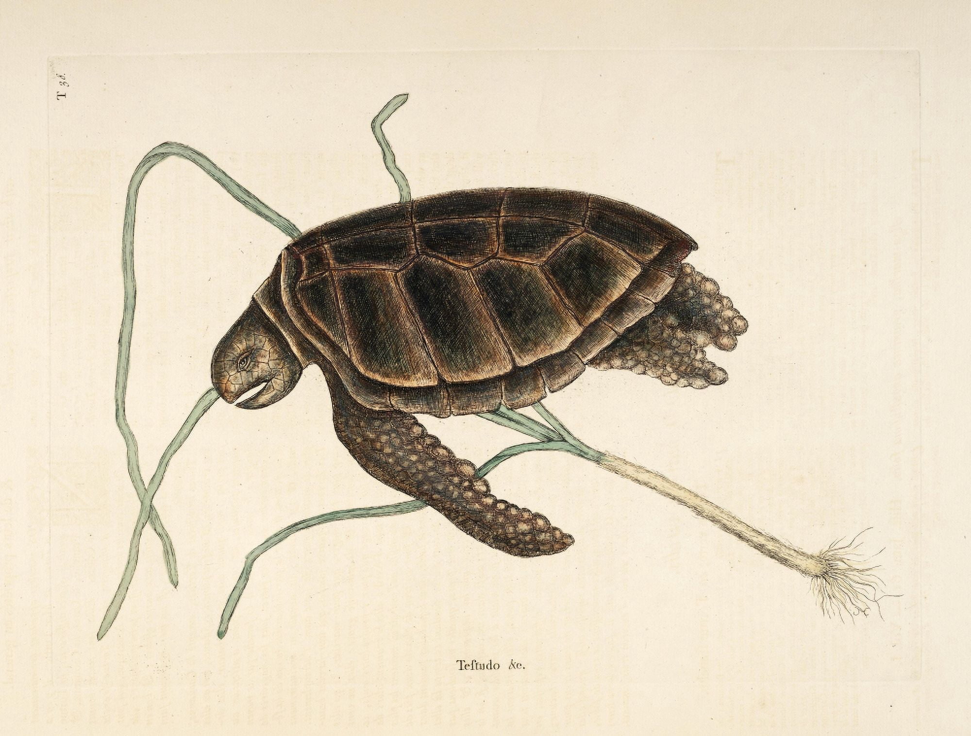 Green Turtle Canvas Art - Mark Catesby (18 x 24)