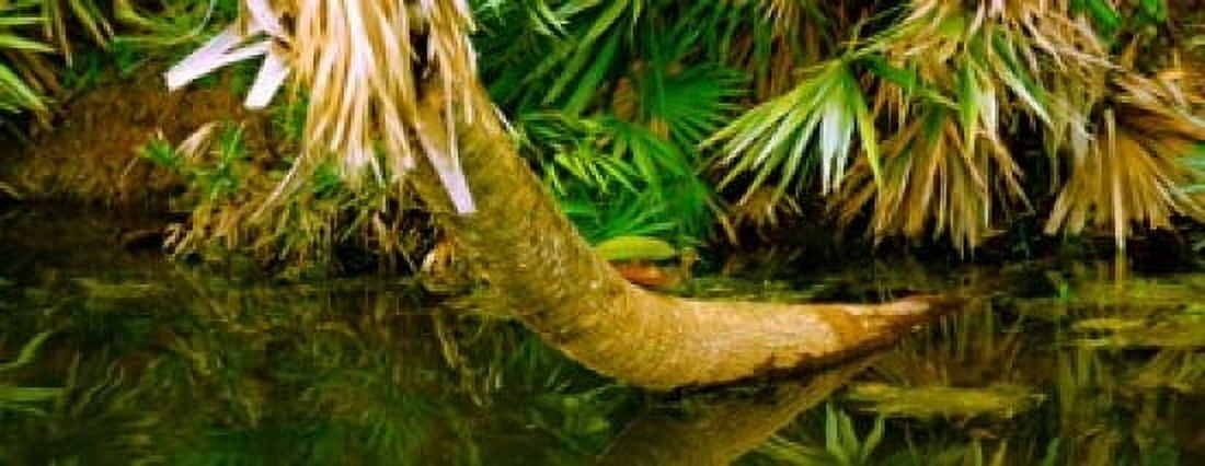 Green Turtle (Chelonia mydas) in a pond Boynton Beach Florida USA Canvas Art - Panoramic Images (15 x 6)