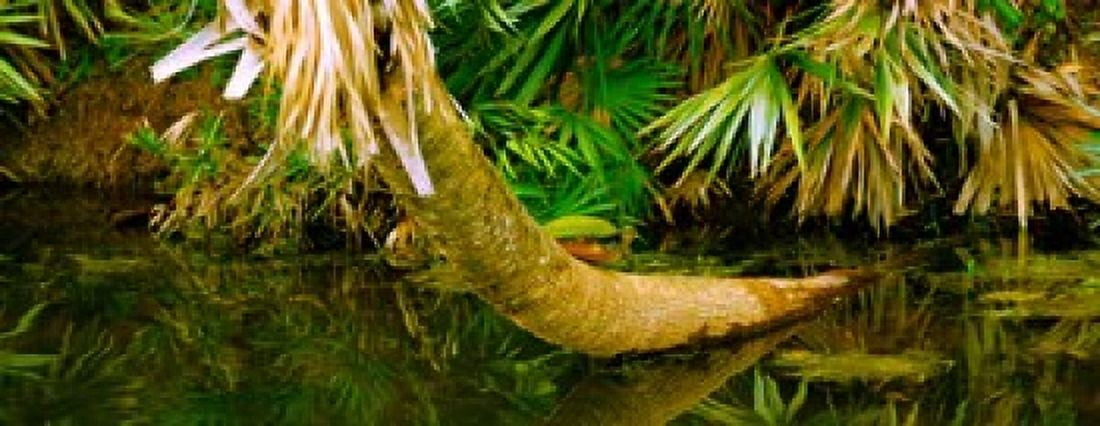Green Turtle (Chelonia mydas) in a pond Boynton Beach Florida USA Canvas Art - Panoramic Images (30 x 12)
