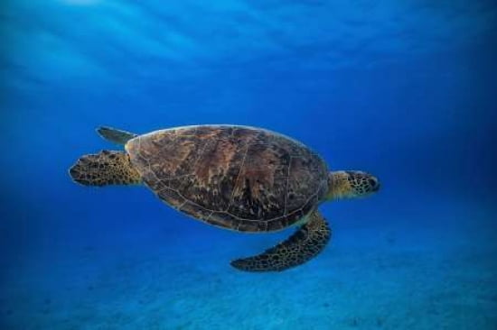 Green Turtle In The Blue Canvas Art - Barathieu Gabriel (12 x 18)