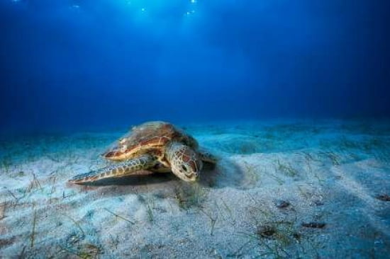 Green Turtle In The Blue Canvas Art - Barathieu Gabriel (24 x 36)