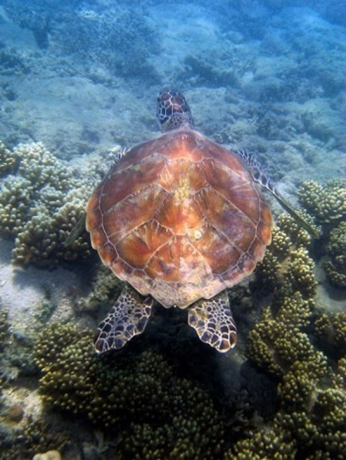 Green Turtle Low Isles Great Barrier Reef North Queensland Australia Canvas Art - David Wall DanitaDelimont (24 x 36)