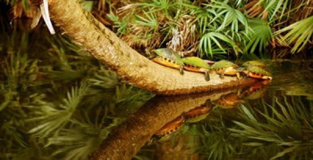 Green Turtles (Chelonia mydas) on a tree overhanging on pond Boynton Beach Florida USA Canvas Art - Panoramic Images (24 x 12)