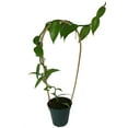 thumbnail image 1 of Green Vanilla Bean Orchid Plant - 5" Pot on Trellis, 1 of 4