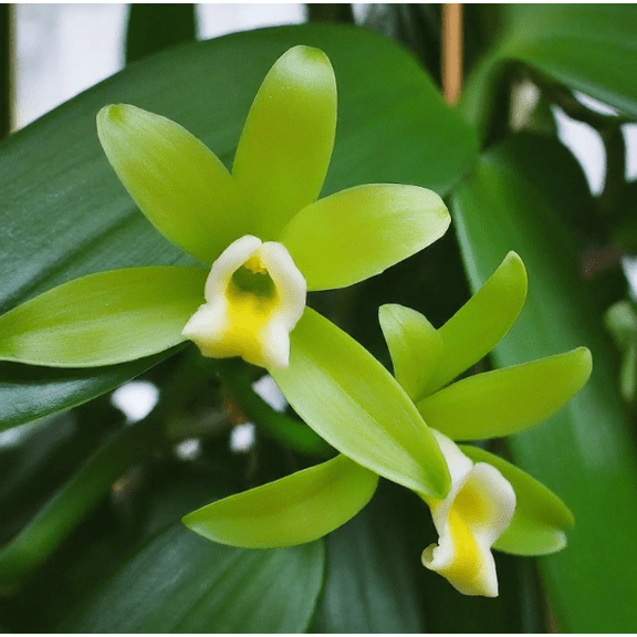 Green Vanilla Plant Live for Planting, Vanilla Bean Plant Climbing Vine Flower for Indoor Outdoor in 4 Inc Pot