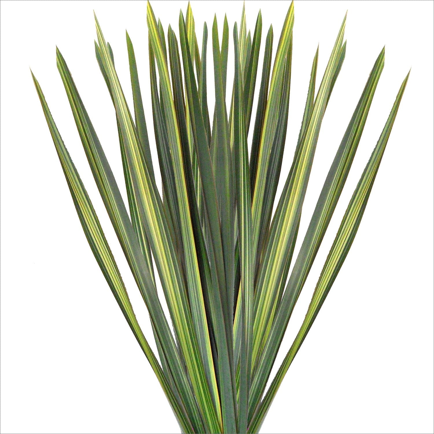 Green Variegated Flax Leaves - Farm Direct Fresh Cut Flowers