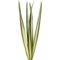 thumbnail image 1 of Green Variegated Flax Leaves - Farm Direct Fresh Cut Flowers - 200 Stems, 1 of 4