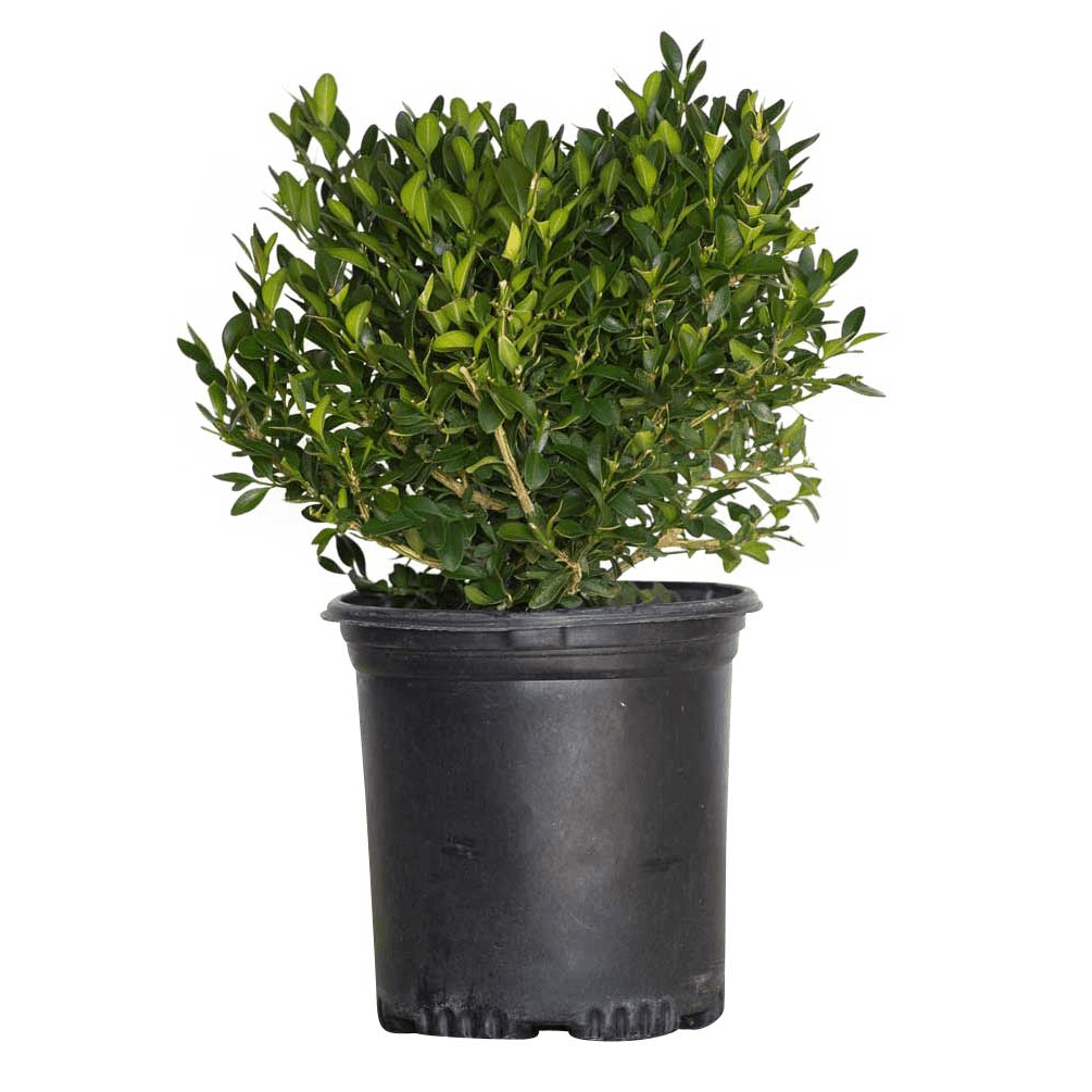 Expert Gardener Green Velvet Boxwood (2.5 Gallon) Low-Maintenance Evergreen Hedge Shrub - Full Sun Outdoor Plant