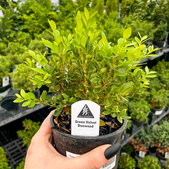 Green Velvet Boxwood, Live Plant, 4" Growers Pot