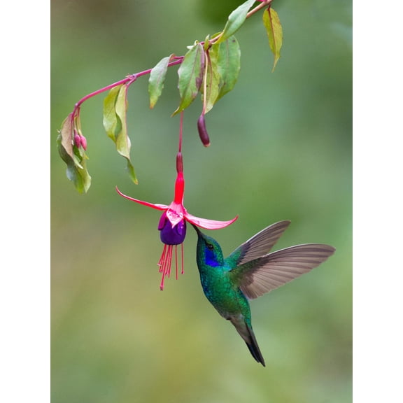 Art.com Green Violetear (Colibri Thalassinus) Feeding, Savegre, Costa Rica Photographic Print, 12" x 16"