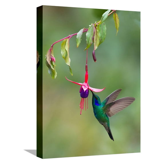 Art.com Green Violetear (Colibri Thalassinus) Feeding, Savegre, Costa Rica Stretched Canvas Print Wall Art, 12" x 16"