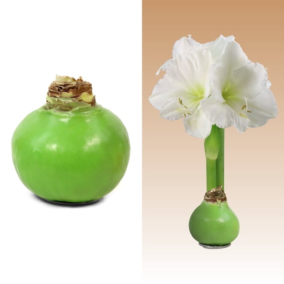 National Plant Network Green Waxed White Blooming Giant Amaryllis Bulb