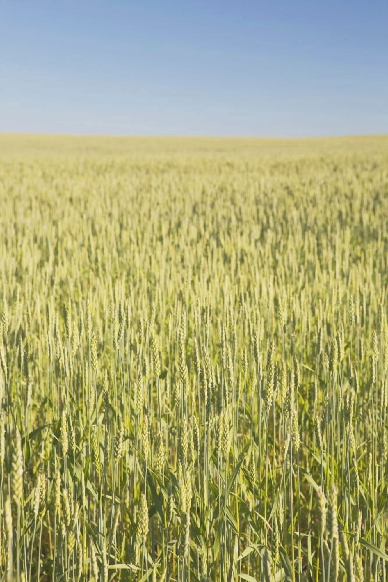 Green Wheat Field Alberta Canada Canvas Art - Michael Interisano Design Pics (12 x 19)