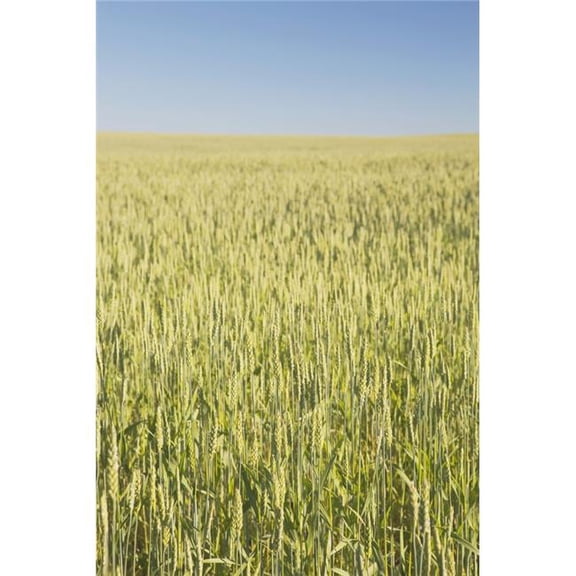Green Wheat Field Alberta Canada Poster Print, 24 x 38