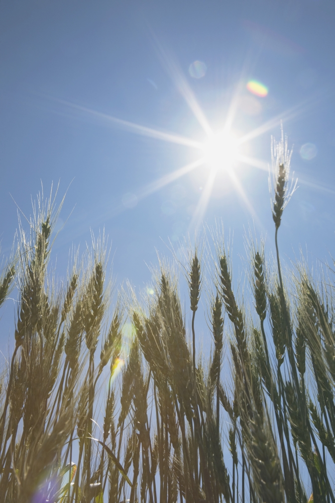 Green Wheat Field Central Alberta Canada Canvas Art - Michael Interisano Design Pics (24 x 38)